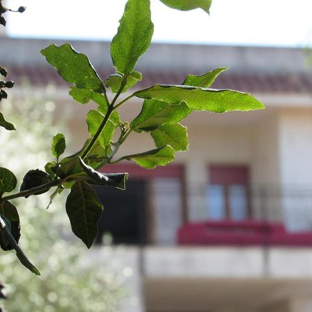 Villa Il Giovane Alloro Martina Franca Buitenkant foto